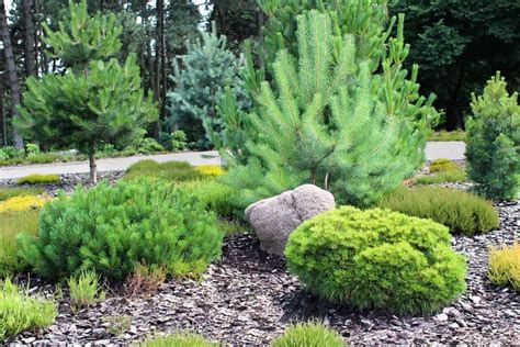 15 Pine Trees Landscaping Ideas