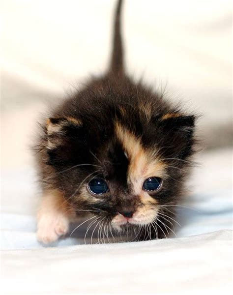 Calico Newborn Fluffy Kittens Newborn Kittens