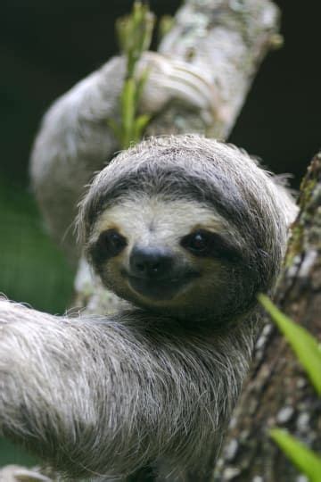 26 Invaluable Life Lessons According To Sloths Cute Sloth Pictures
