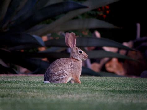Cottontail Rabbit Taken August 14 2010 In Scottsdale Az Kevin