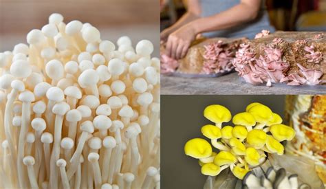 The Ultimate Guide To Mushroom Growing Kits Wedding Finally