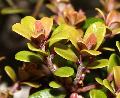 Myrsine Sandwicensis Hawai`i O`ahu Wai`anae Mountains Flickr