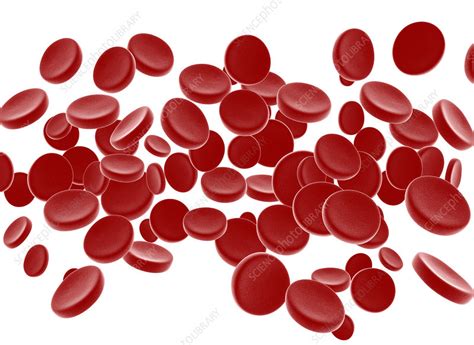 Red Blood Cells Stock Image F0175938 Science Photo Library