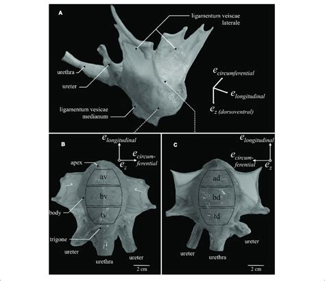 Porcine Urinary Bladder Anatomy And Definition Of