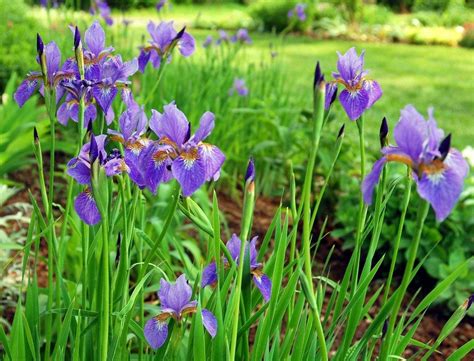 Siberian Iris In The Garden How To Grow Siberian Iris Plants