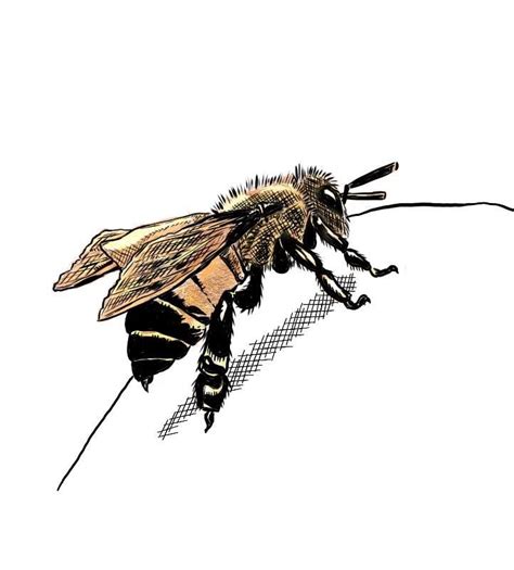 071114 Quick Sketch Bee Quick Sketch Bee Art