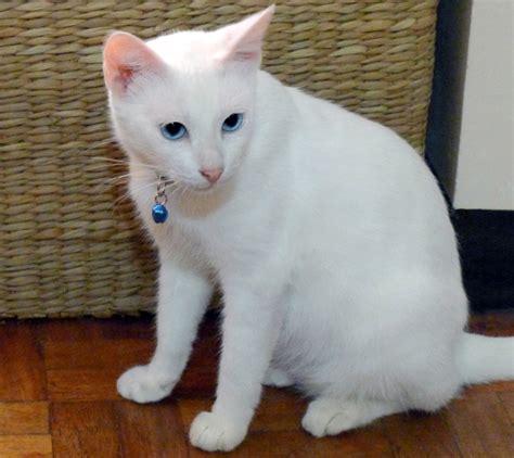 British shorthair hakkında bilgiler i̇ngiltere kökenli bir kedi ırkı olan british shorthair cinsi kediler, sık, yumuşak tüylere sahiptir ve çabucak kilo alabilme özellikleri vardır. CARA Welfare Philippines » Blog Archive » Ginger
