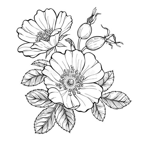 Wild Rose Flowers And Berries Line Art Drawing Outline Vector