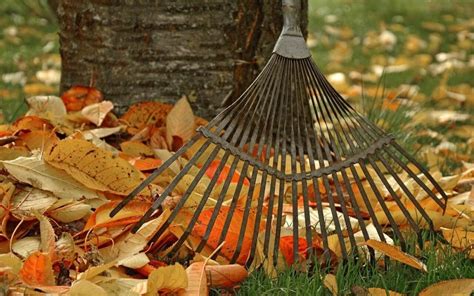 Fall Lawn Maintenance Tips Assurance Home Services