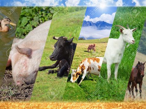 40960467 Livestock Collage With Photo Of Farm Animals Breeding Of Farm
