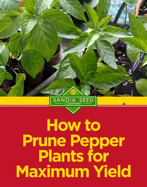 How To Prune Pepper Plants For Maximum Yield Pepper Plants Organic
