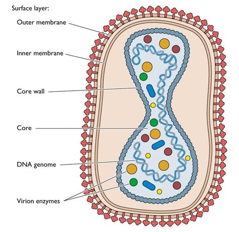 A Viruss Structure Consists Of Dna Or Rna A Capsid And Spikes Some