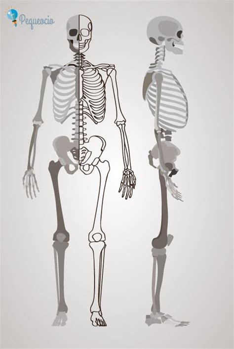 Esqueleto Humano Todo Sobre Los Huesos Del Esqueleto Pequeocio
