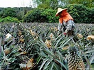 關於台灣菠蘿事件及兩岸統一時間表的分析 | 超越新聞網