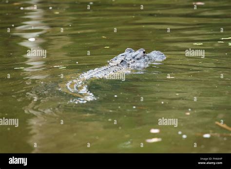 American Alligator Swimming Away Stock Photo Alamy