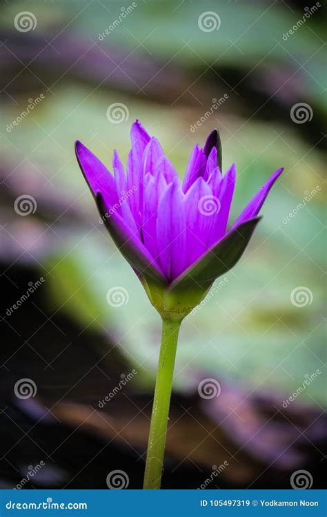 Lotus Flower Blooming Thailand In Park Stock Image Image Of Flower