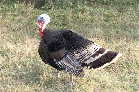20 Birds That Look Like Turkeys A To Z List With Pictures Fauna Facts