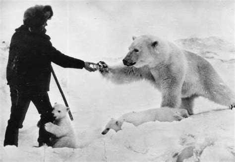 A Man Feeding A Polar Bear While Its Cub Cuddles His Leg Rpics