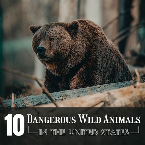 Die 10 Gefährlichsten Wildtiere In Den Usa Stengel 2023