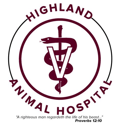 How We Keep Your Pet Safe Under Anesthesia Highland Animal Hospital
