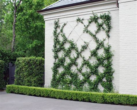 Confederate Jasmine Trellis Moss Landscaping