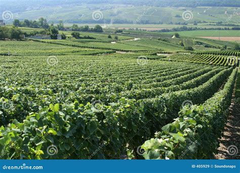 French Vineyard Stock Image Image Of Epernay Vineyard 405929