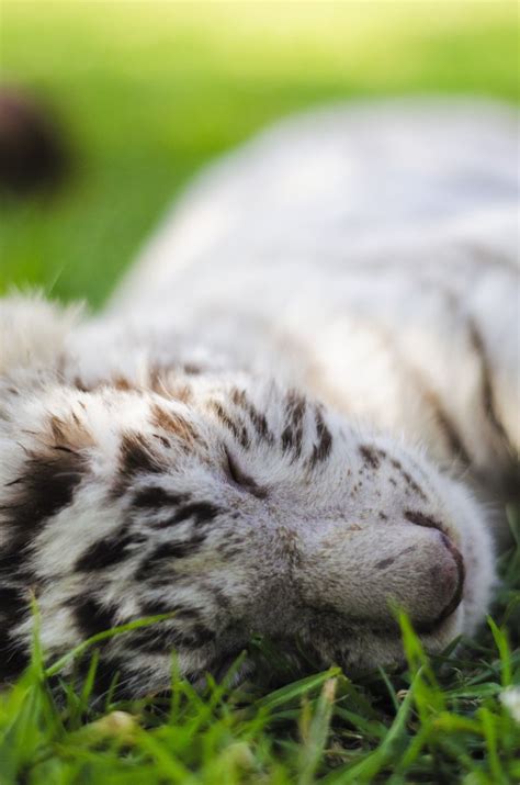 Baby White Tiger Sleeping Baby White Tiger Animals Photography
