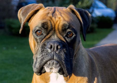 Boxer Dog Hd Wallpapers