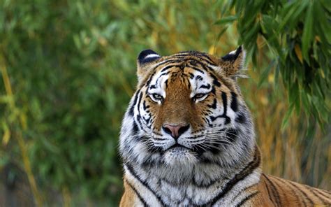 Обои Животные Тигры обои для рабочего стола фотографии животные