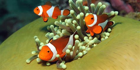 Ebay 1 echter clownfisch abzugeben. Is Clownfish a Freshwater or Saltwater fish? - Aquarium Sphere