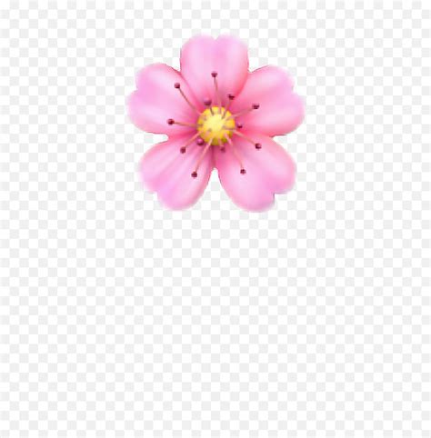Pink Flower Emoji Png Ios Flower Emoji Transparentflower Emoji Png