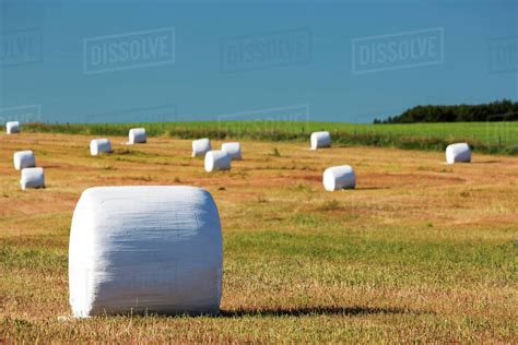 Large Round Hay Bales Covered In White Plastic In A Cut Field With Blue