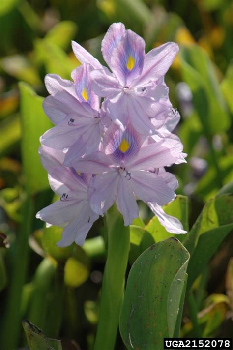 common water hyacinth, Eichhornia crassipes (Liliales: Pontederiaceae) - 2152078