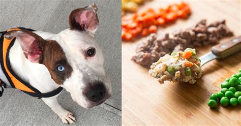 Each of our house made foods provide a hint of health for your pet. If Your Pet Is Basically Your Child, This Pet-Food ...