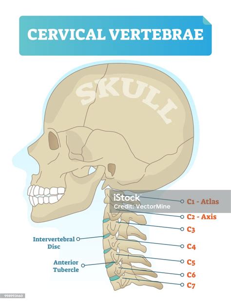Cervical Vertebrae Vector Illustration Scheme With Skull C1 Atlas C2
