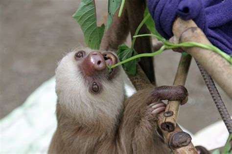 Do Sloths Have Tails Animal Hype