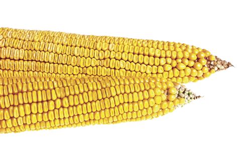 Does Corn Kernel Weight Matter More Than Quantity Farmtario
