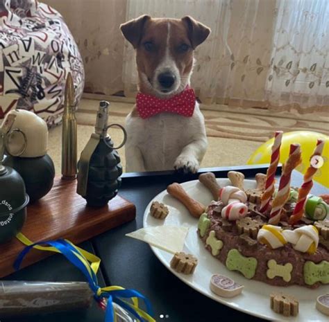 Пес Патрон празднует день рождения яркие фото Новости на Gazetaua
