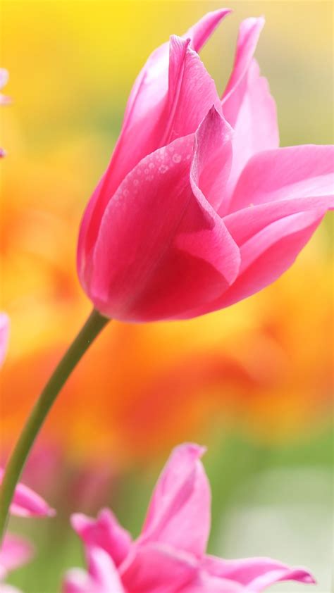 Wallpaper Beautiful Pink Tulips Petals Buds 3840x2160 Uhd 4k Picture