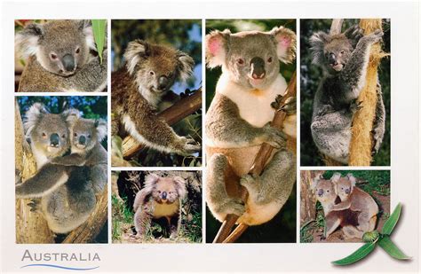 Koalas Postcard From Helena In Katoomba Australia Koala Bear Teddy