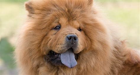 The Most Expensive Dog Breeds In 2018 Australian Dog Lover