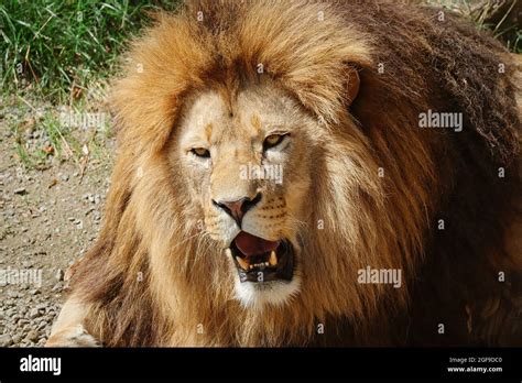 Close Up Of African Lion Head With Open Mouth In Zoo Beautiful