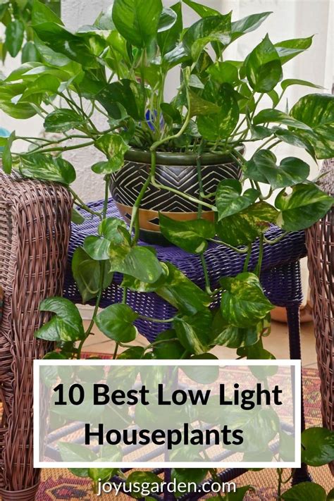 The List Of 20 Easy Plants To Take Care Of