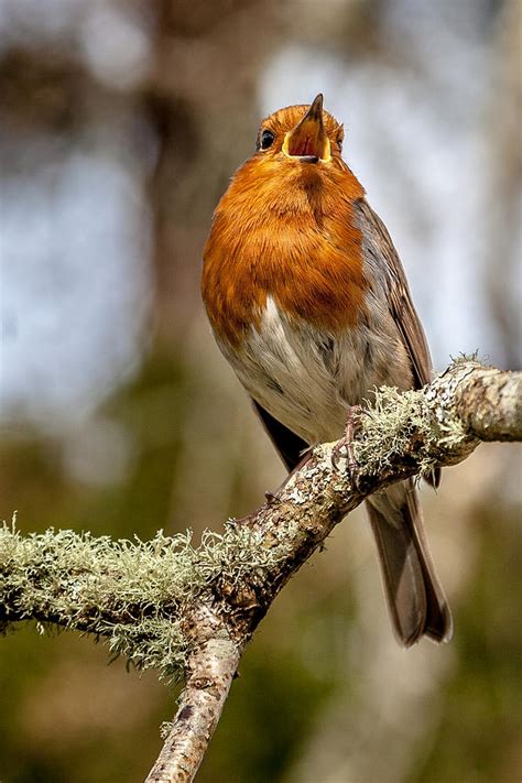 A Robins Song Photograph By W Chris Fooshee Fine Art America