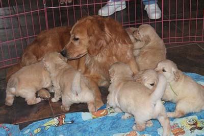 9 weeks old sweet golden retriever puppies. AZ Golden Retriever Breeders - Xanadu Golden Retrievers - Puppy Pictures Page 2