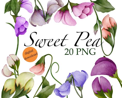 April Birth Month Flower PNG Sweet Pea Clipart Sweet Pea Etsy