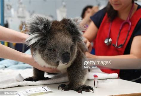 A Koala Receives Treatment From A Vet At Adelaide Koala Rescue On