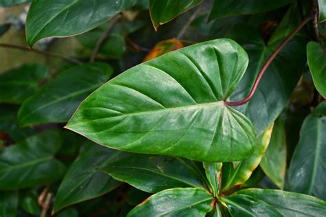 How To Grow And Care For Philodendrons 2022
