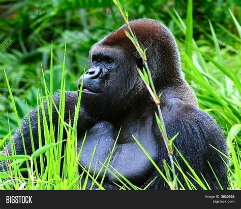 This Beautiful Gorilla Image And Photo Free Trial Bigstock
