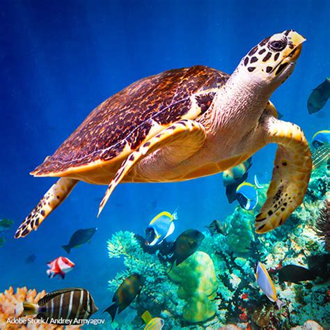 Hawksbill Sea Turtles Dont Have To Be Bycatch The